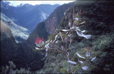 APII jpeg image of Oreocallis grandiflora  © contact APII