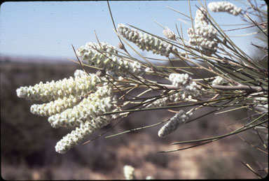 APII jpeg image of Grevillea eriobotrya  © contact APII