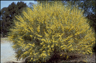 APII jpeg image of Acacia doratoxylon  © contact APII