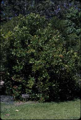 APII jpeg image of Acmena hemilampra subsp. hemilampra  © contact APII