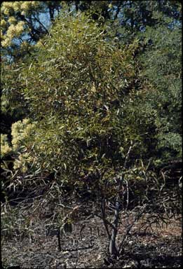 APII jpeg image of Eucalyptus flocktoniae  © contact APII