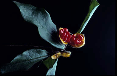 APII jpeg image of Pittosporum venulosum  © contact APII