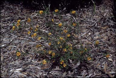 APII jpeg image of Pultenaea brachytropis  © contact APII