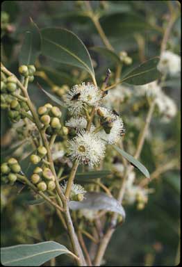 APII jpeg image of Eucalyptus kitsoniana  © contact APII