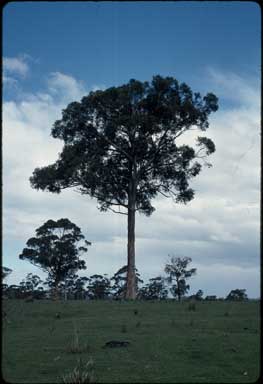 APII jpeg image of Eucalyptus globulus  © contact APII