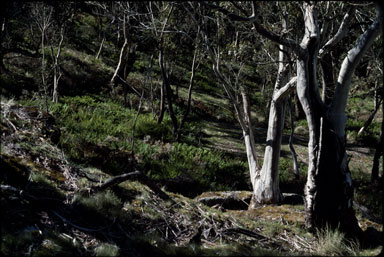 APII jpeg image of Eucalyptus viminalis subsp. viminalis,<br/>Polystichum proliferum  © contact APII