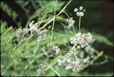 APII jpeg image of Polyscias sambucifolia  © contact APII