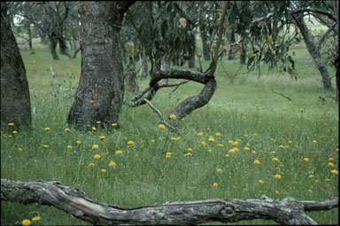 APII jpeg image of Ammobium craspedioides  © contact APII