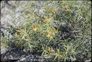 APII jpeg image of Persoonia juniperina  © contact APII