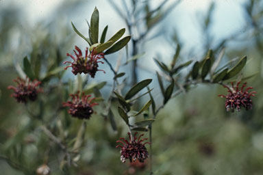 APII jpeg image of Grevillea diffusa subsp. evansiana  © contact APII