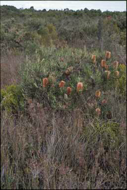 APII jpeg image of Banksia occidentalis  © contact APII