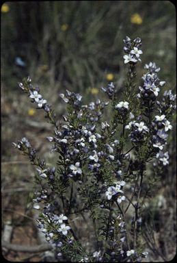 APII jpeg image of Boronia ramosa  © contact APII