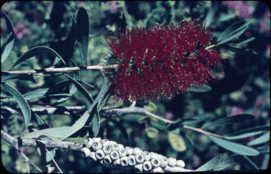 APII jpeg image of Callistemon speciosus  © contact APII