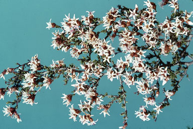 APII jpeg image of Cryptandra parvifolia  © contact APII