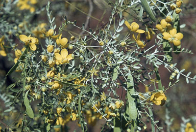 APII jpeg image of Cassia pruinosa  © contact APII