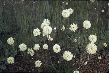 APII jpeg image of Cephalipterum drummondii  © contact APII