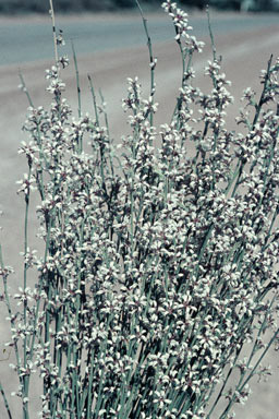 APII jpeg image of Conospermum caeruleum  © contact APII