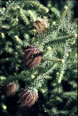 APII jpeg image of Darwinia mollissima  © contact APII