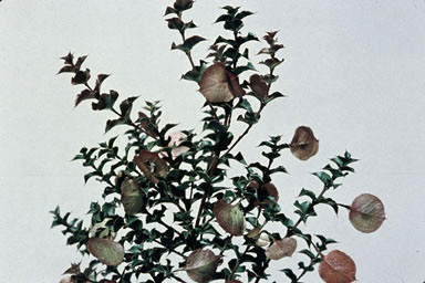 APII jpeg image of Daviesia crenulata  © contact APII