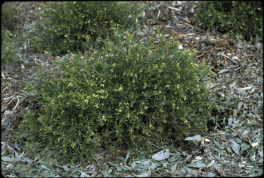 APII jpeg image of Grevillea rosmarinifolia sens. lat.  © contact APII