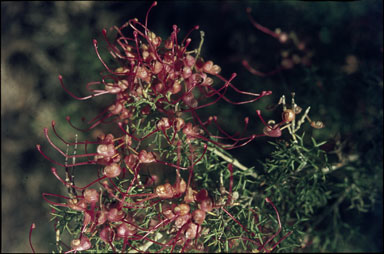 APII jpeg image of Grevillea asparagoides  © contact APII