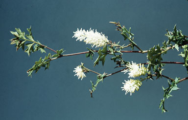 APII jpeg image of Grevillea pulchella  © contact APII