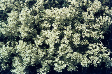 APII jpeg image of Hakea auriculata  © contact APII