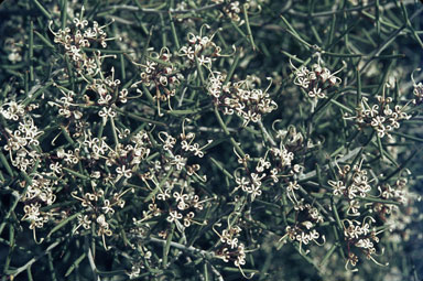 APII jpeg image of Hakea circumalata  © contact APII