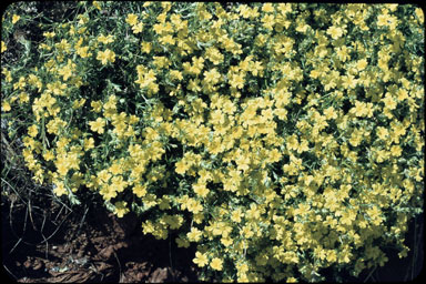 APII jpeg image of Hibbertia polystachya  © contact APII