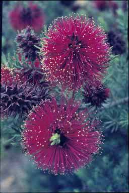 APII jpeg image of Kunzea baxteri  © contact APII