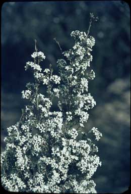 APII jpeg image of Leucopogon opponens  © contact APII