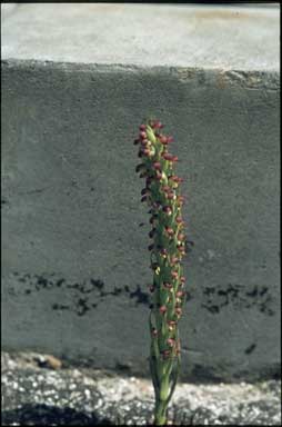 APII jpeg image of Monadenia micrantha  © contact APII