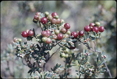 APII jpeg image of Leucopogon suaveolens  © contact APII