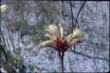 APII jpeg image of Anigozanthos preissii  © contact APII