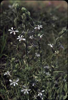 APII jpeg image of Scaevola sp.  © contact APII