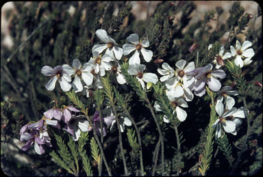 APII jpeg image of Tetratheca confertifolia  © contact APII