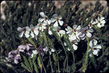 APII jpeg image of Pileanthus filifolius  © contact APII