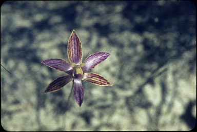 APII jpeg image of Thelymitra variegata  © contact APII