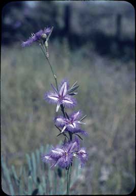 APII jpeg image of Thysanotus sparteus  © contact APII