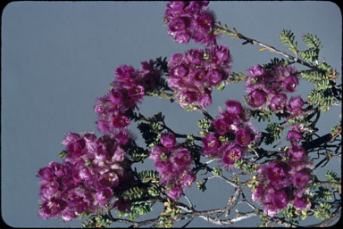 APII jpeg image of Verticordia tumida subsp. therogana  © contact APII