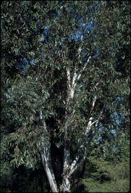 APII jpeg image of Eucalyptus racemosa  © contact APII