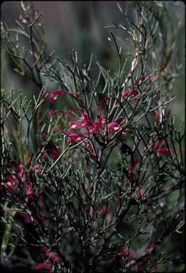 APII jpeg image of Hakea purpurea  © contact APII