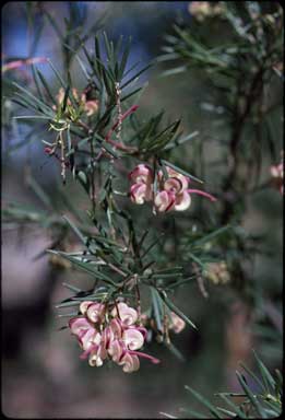 APII jpeg image of Grevillea rosmarinifolia sens. lat.  © contact APII