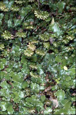 APII jpeg image of Marchantia foliacea  © contact APII