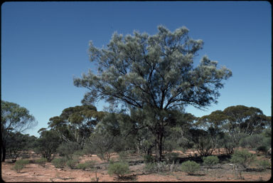 APII jpeg image of Casuarina cristata  © contact APII