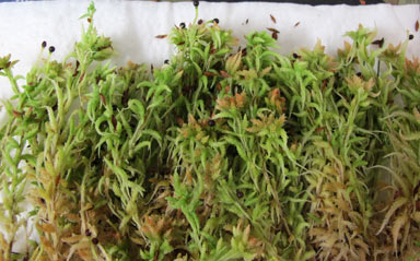 APII jpeg image of Sphagnum cristatum  © contact APII