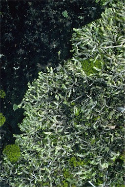 APII jpeg image of Erpodium hodgkinsoniae  © contact APII