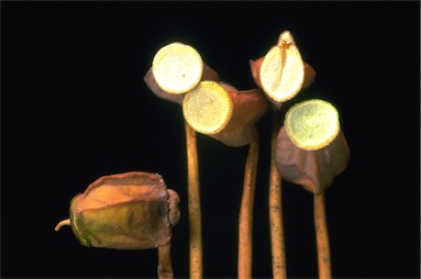APII jpeg image of Polytrichum juniperinum  © contact APII