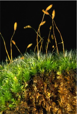 APII jpeg image of Leptostomum macrocarpum  © contact APII