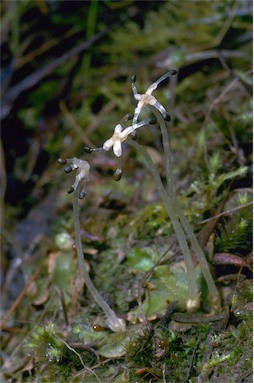 APII jpeg image of Lunularia cruciata  © contact APII